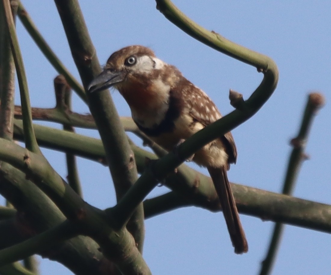 Russet-throated Puffbird - ML638505712