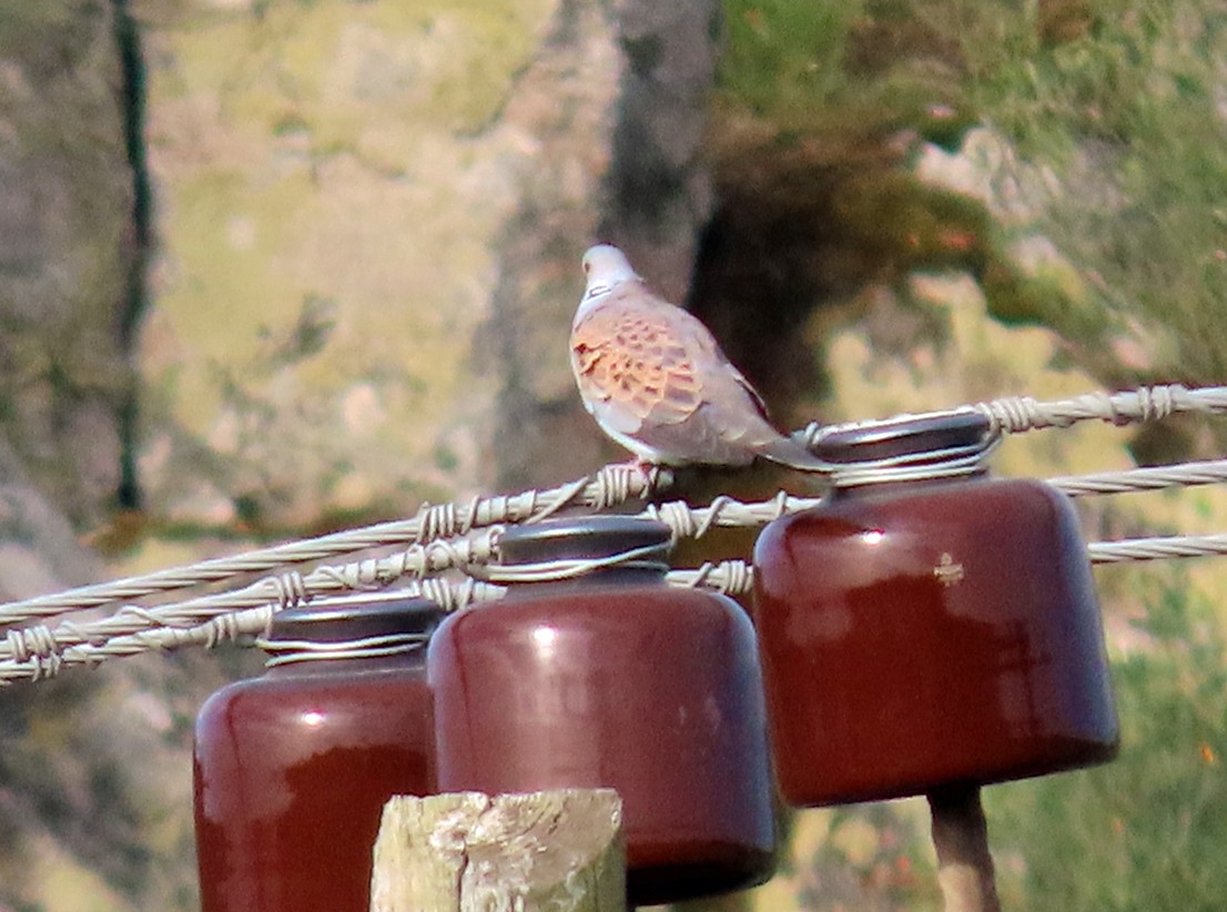 European Turtle-Dove - ML638505713
