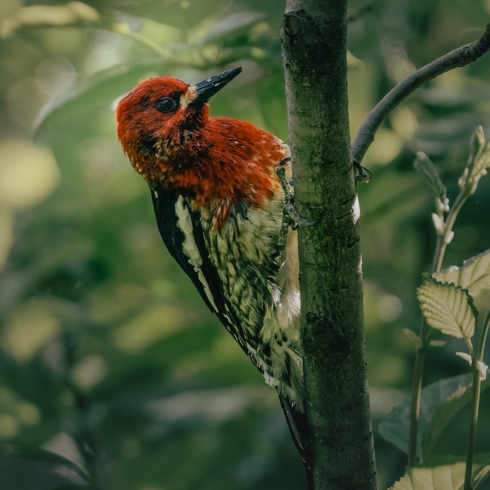Red-breasted Sapsucker - ML638505721