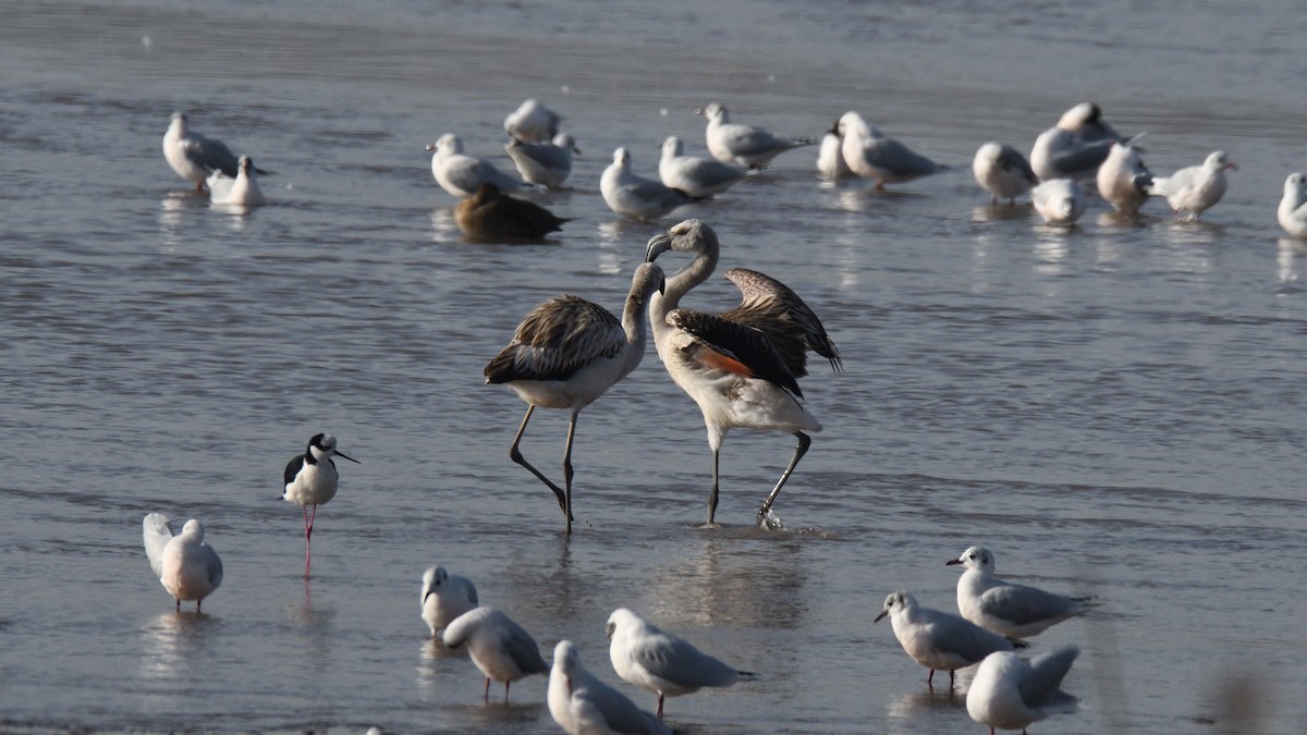 Chilean Flamingo - ML638505726