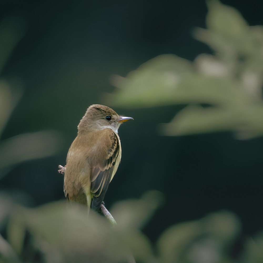 Willow Flycatcher - ML638505727