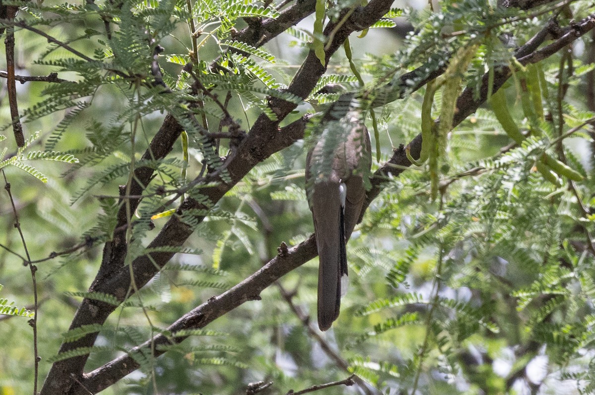 Yellow-billed Cuckoo - ML638505728