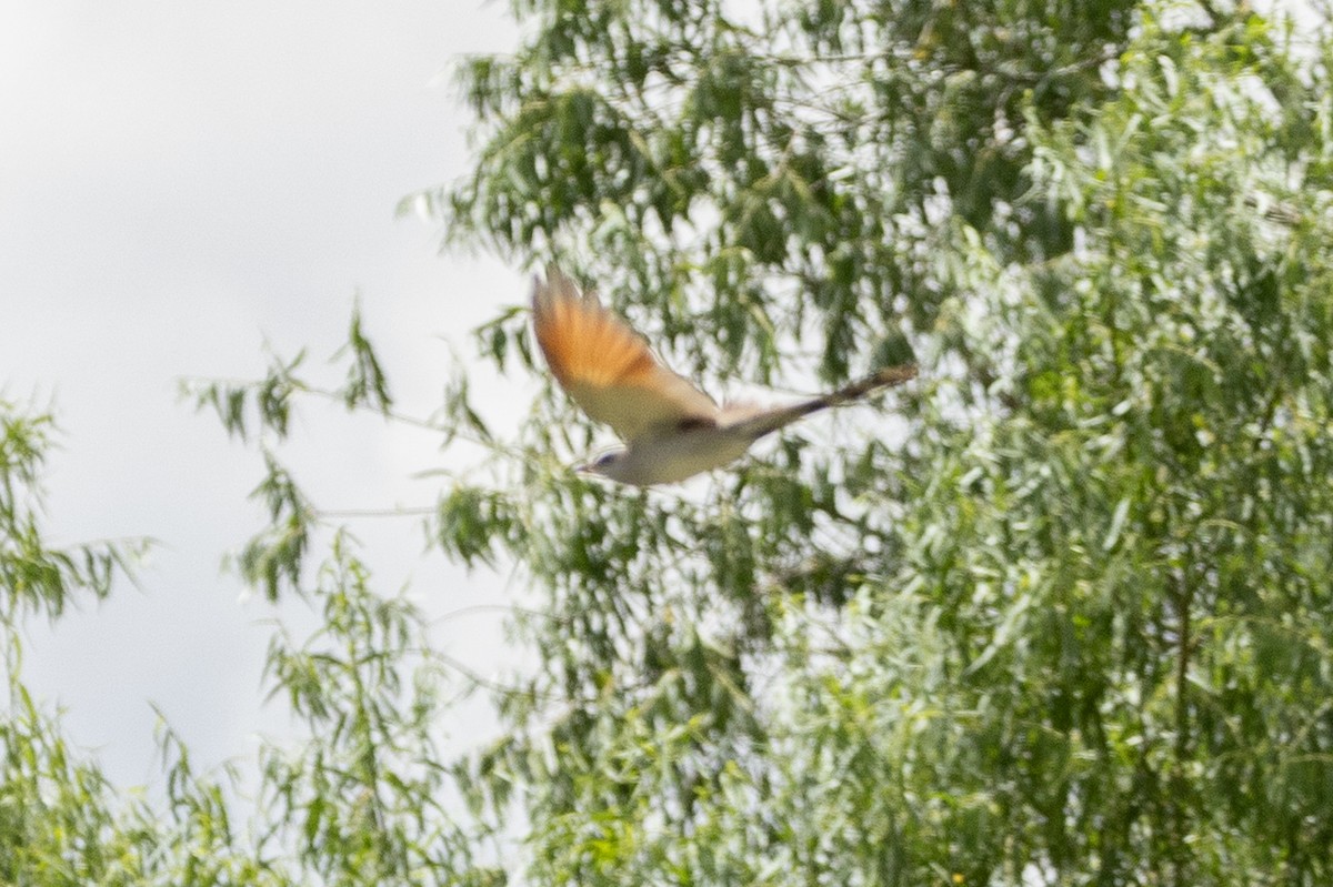 Yellow-billed Cuckoo - ML638505729