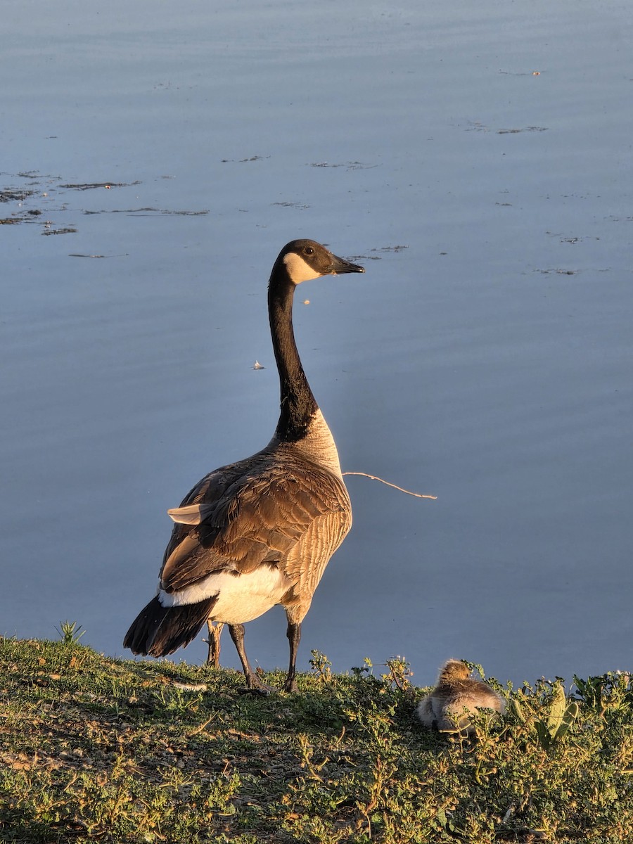 Canada Goose - ML638505733