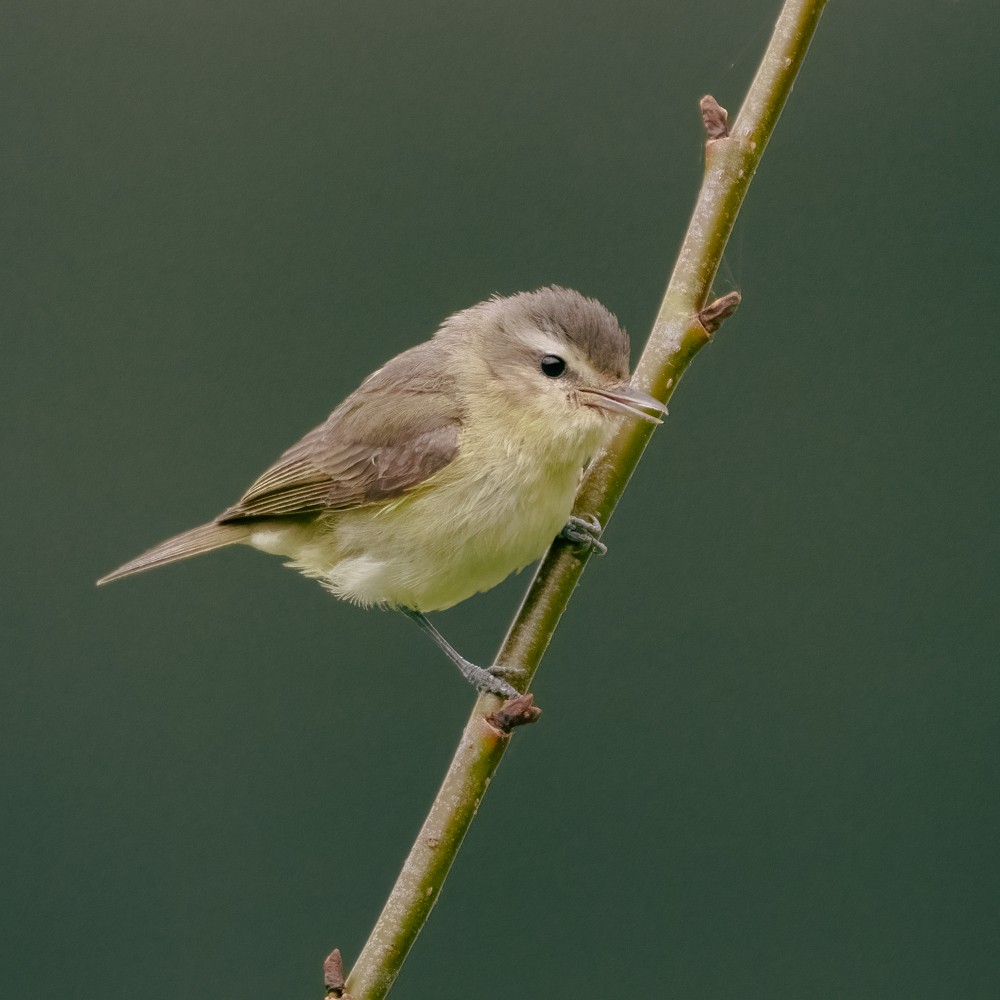 Western Warbling Vireo - ML638505742