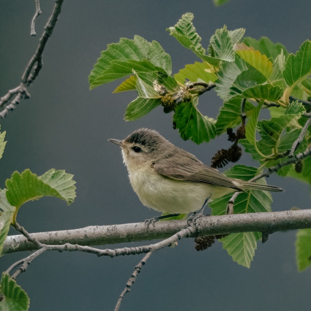 Western Warbling Vireo - ML638505743