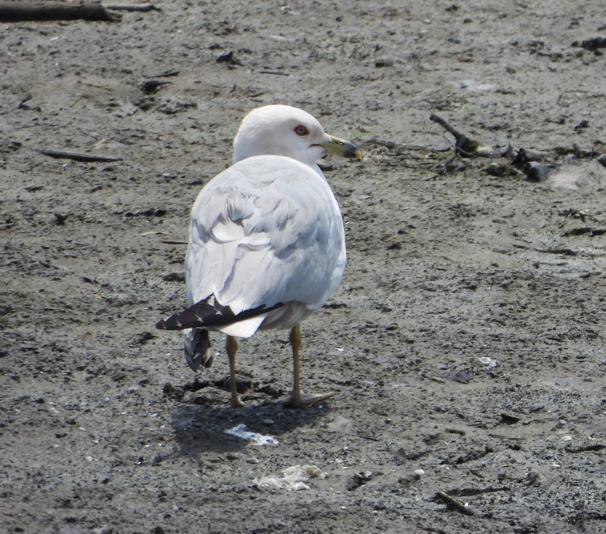 Ring-billed Gull - ML638505772