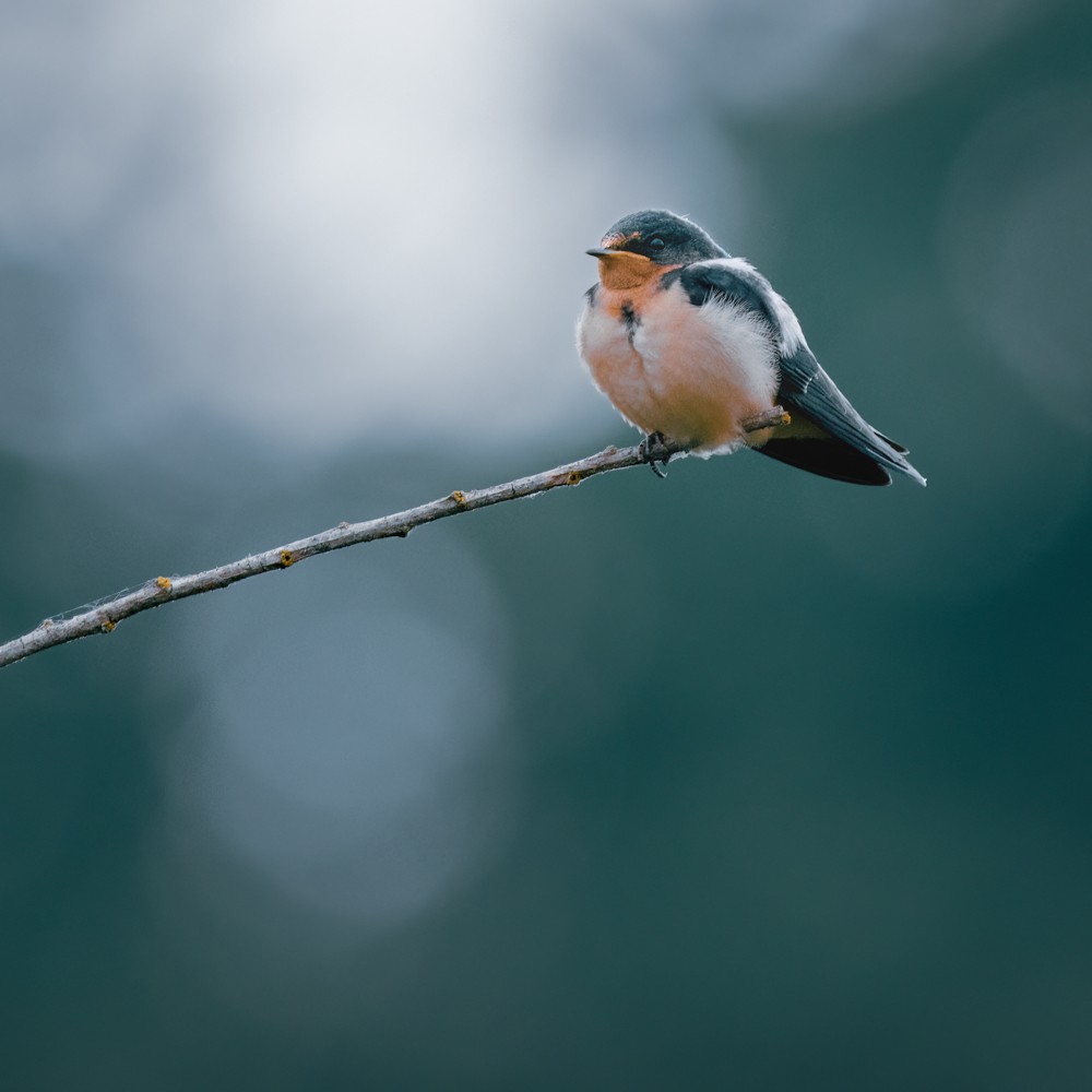 Barn Swallow - ML638505774