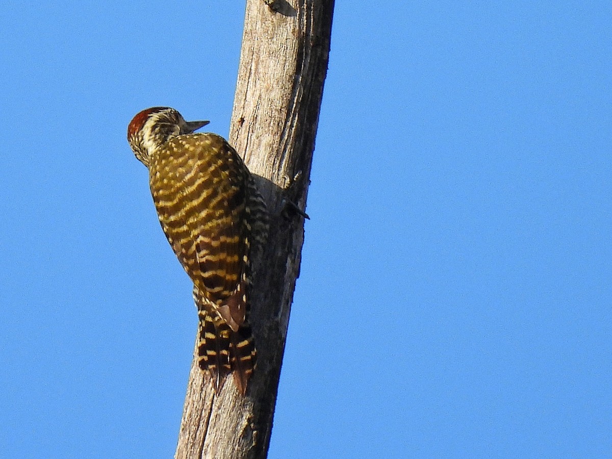 White-spotted Woodpecker - ML638505783