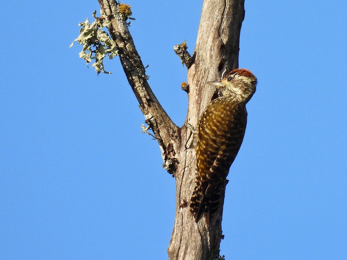 White-spotted Woodpecker - ML638505784
