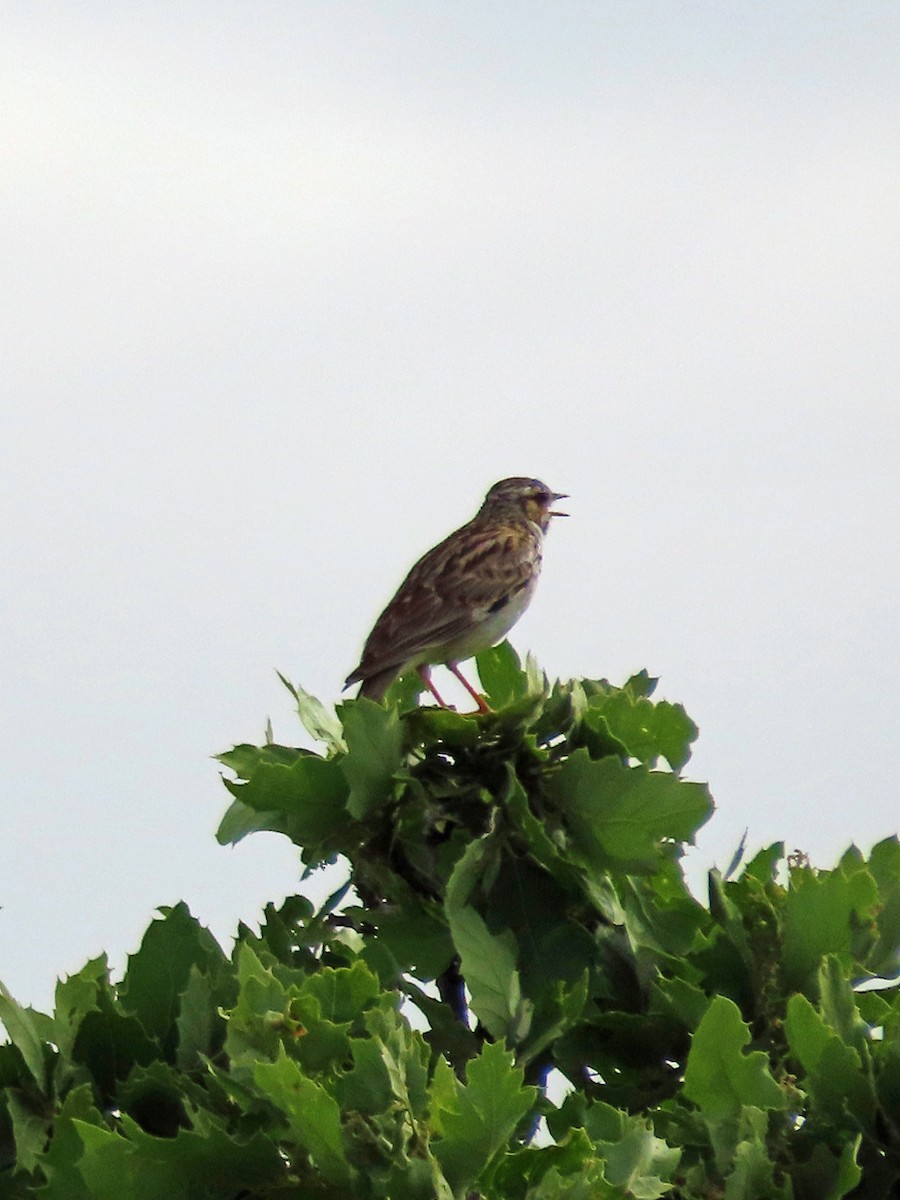 Wood Lark - ML638505786