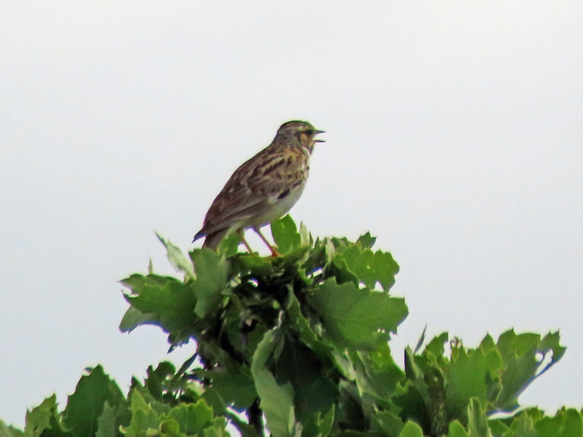 Wood Lark - ML638505787