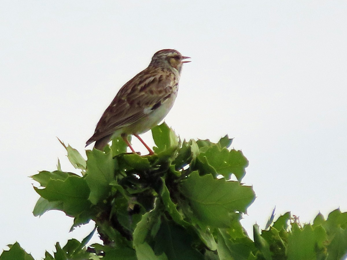 Wood Lark - ML638505789