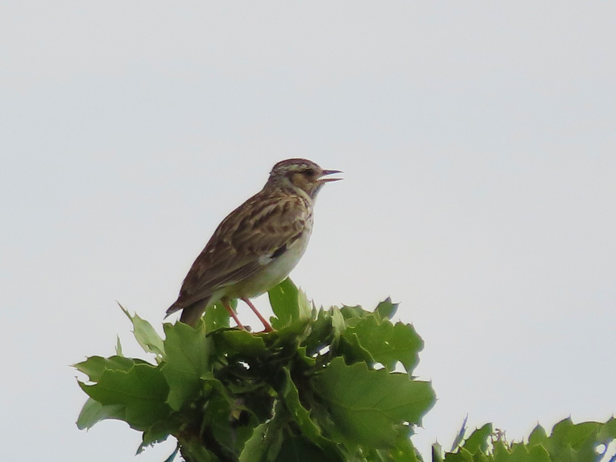Wood Lark - ML638505791