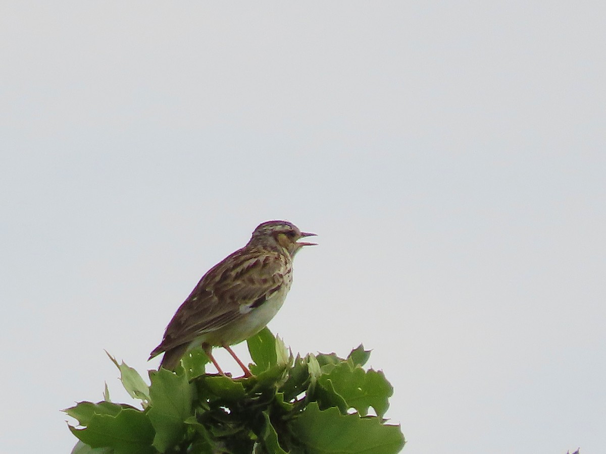 Wood Lark - ML638505792