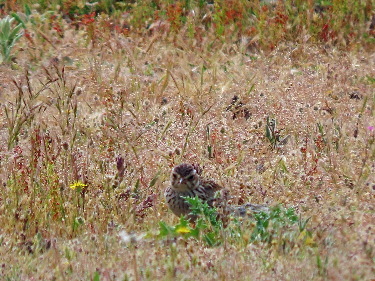 Wood Lark - ML638505794