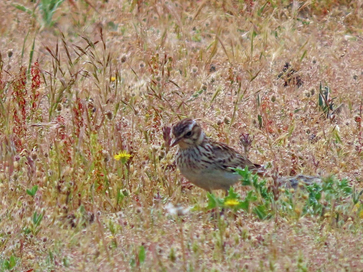 Wood Lark - ML638505795