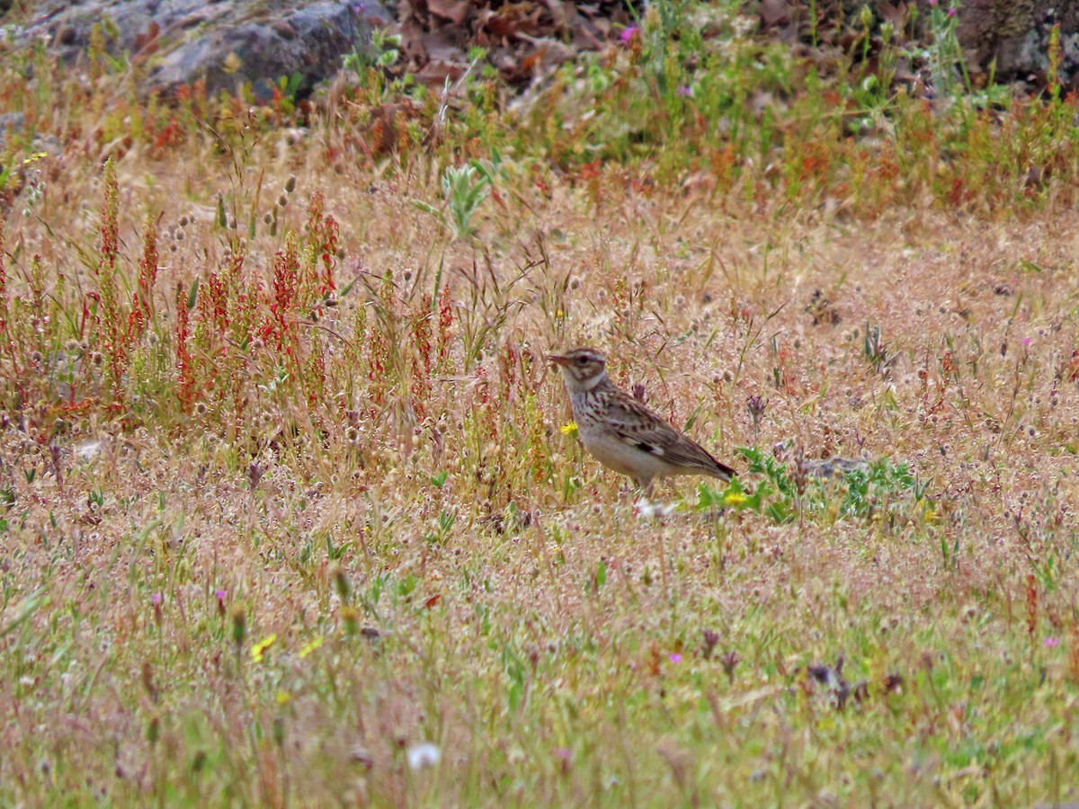 Wood Lark - ML638505796