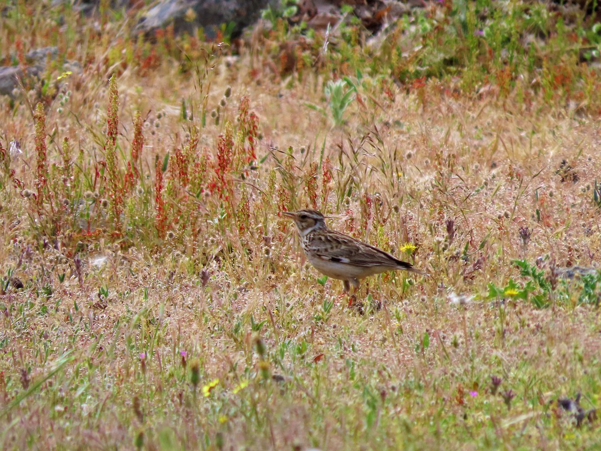 Wood Lark - ML638505797