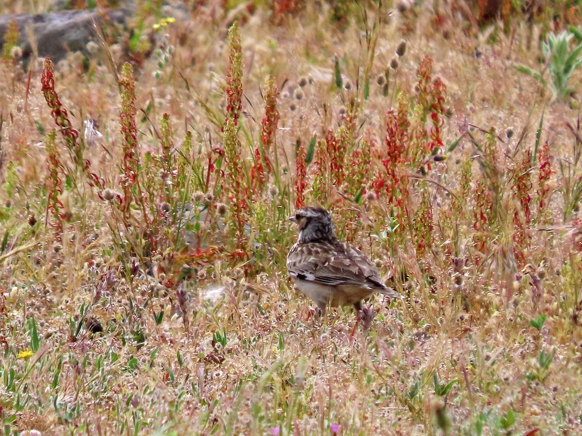 Wood Lark - ML638505799