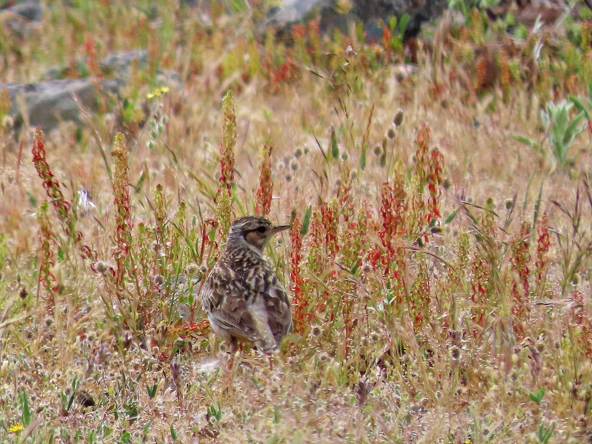 Wood Lark - ML638505800