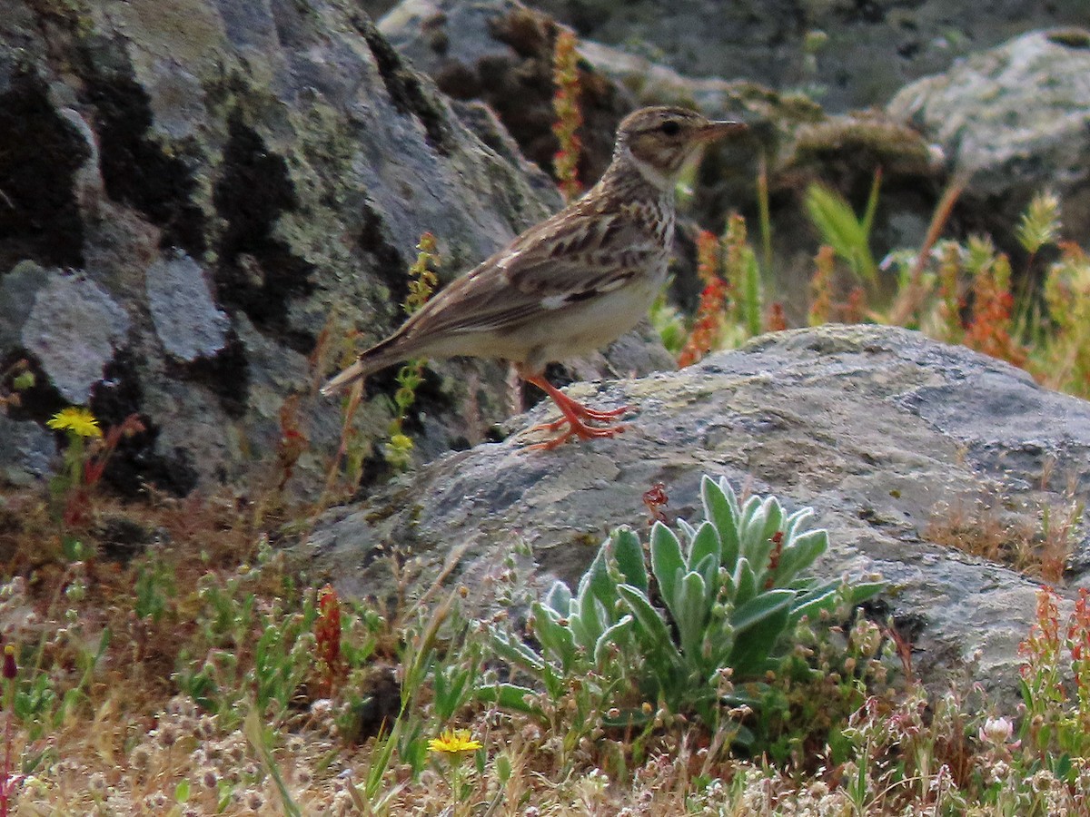 Wood Lark - ML638505801