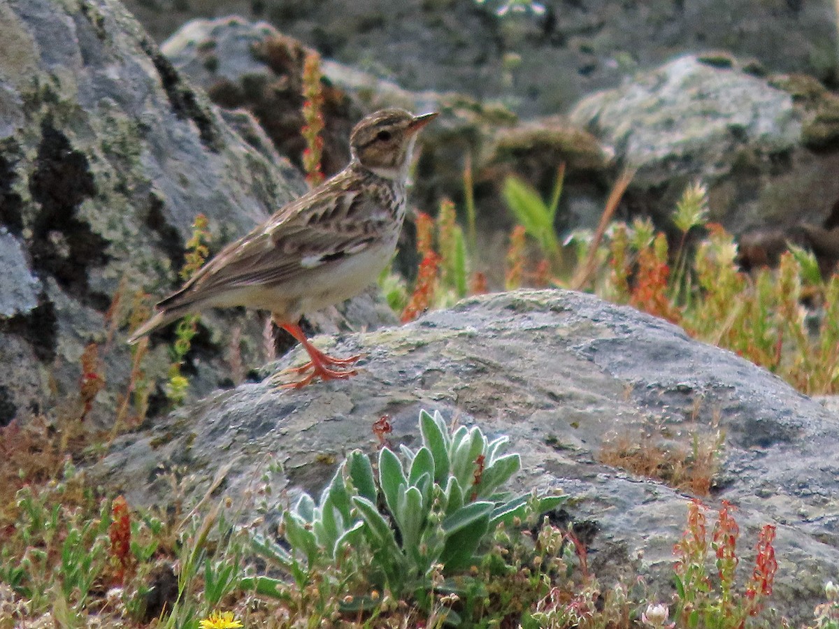 Wood Lark - ML638505802