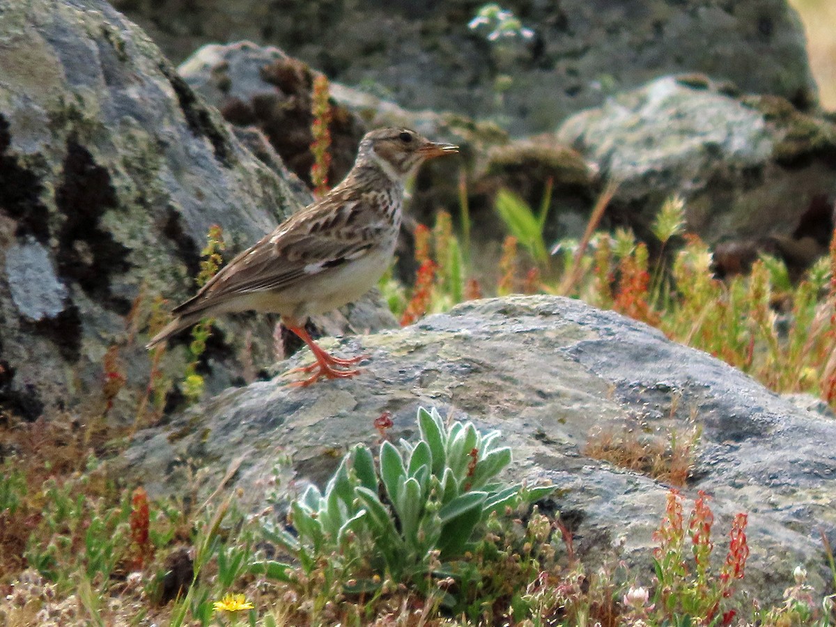 Wood Lark - ML638505803