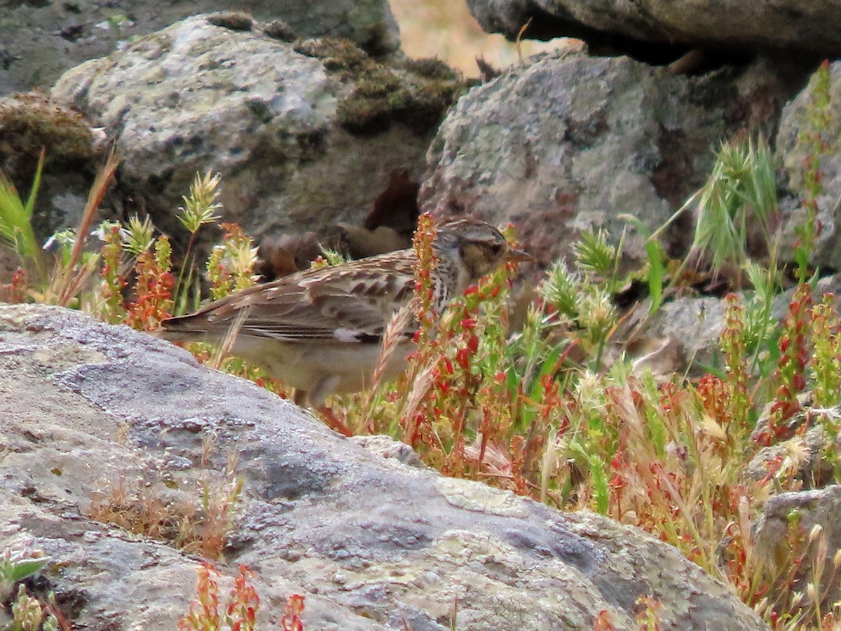 Wood Lark - ML638505804