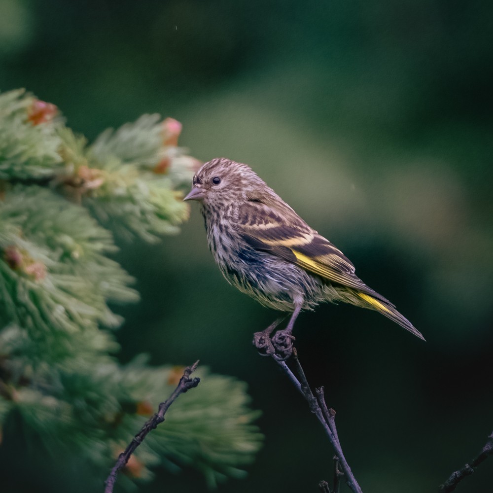 Pine Siskin - ML638505808