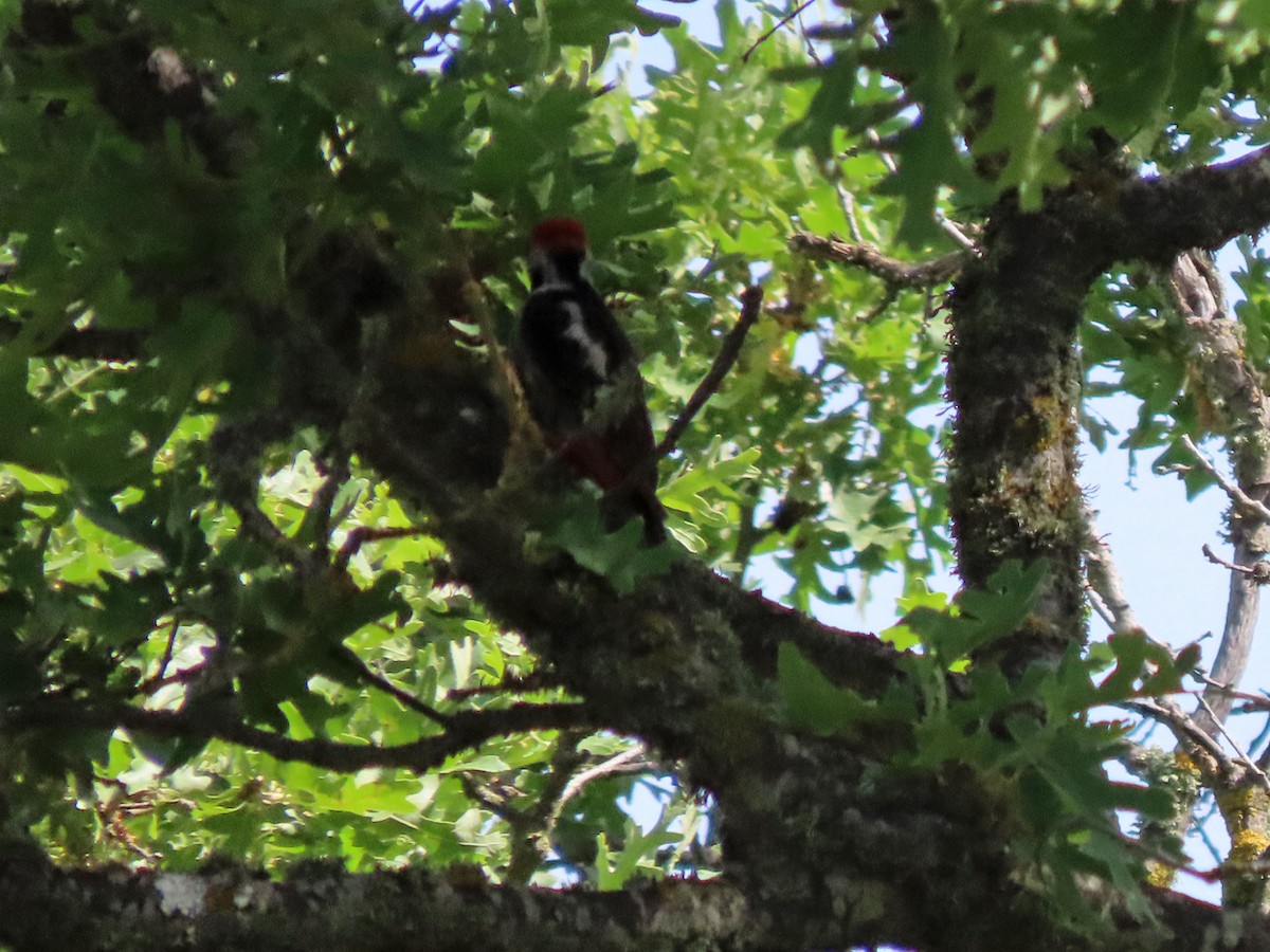 Middle Spotted Woodpecker - ML638505821