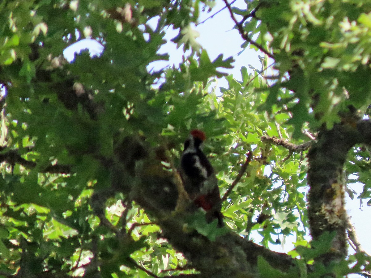 Middle Spotted Woodpecker - ML638505822