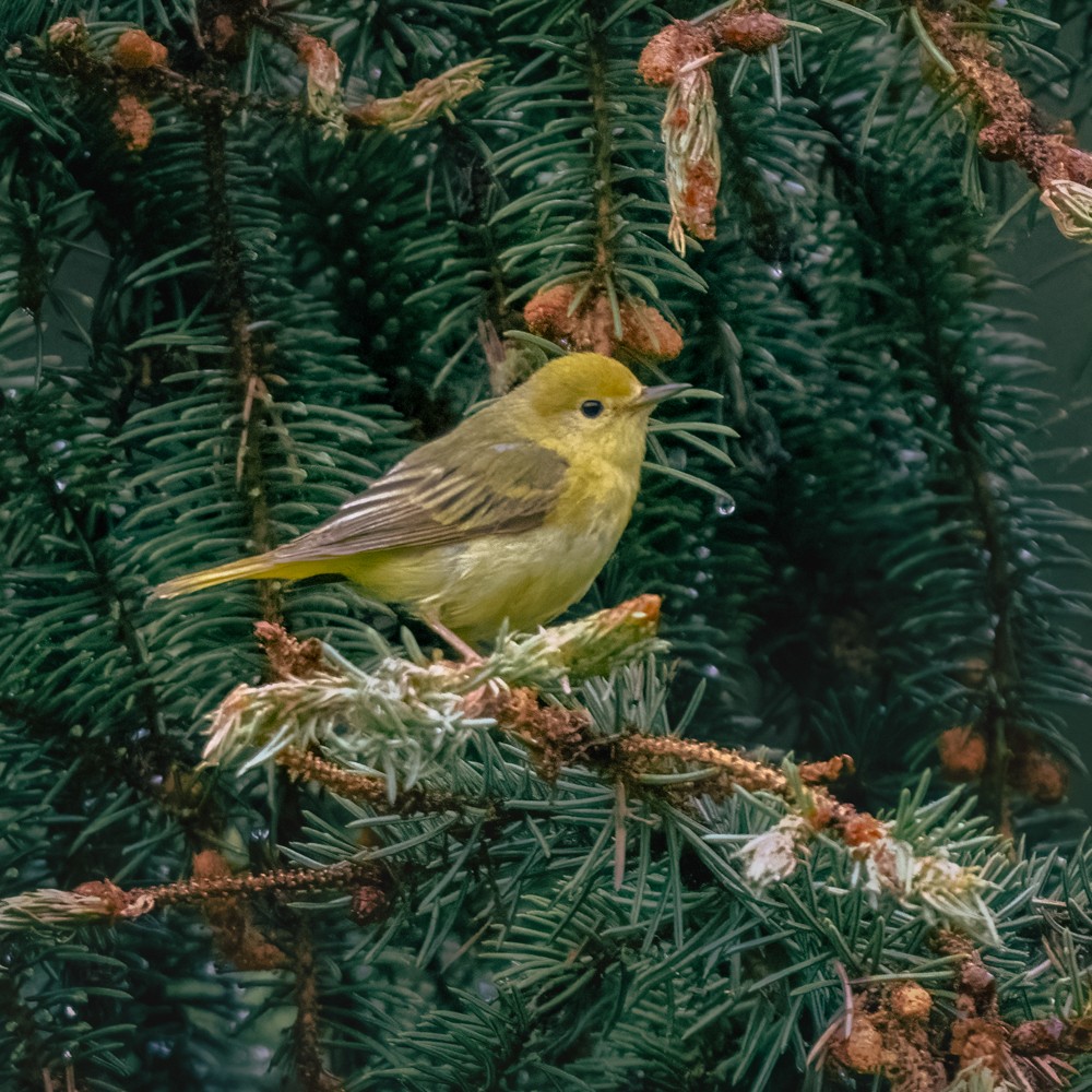 Orange-crowned Warbler - ML638505830