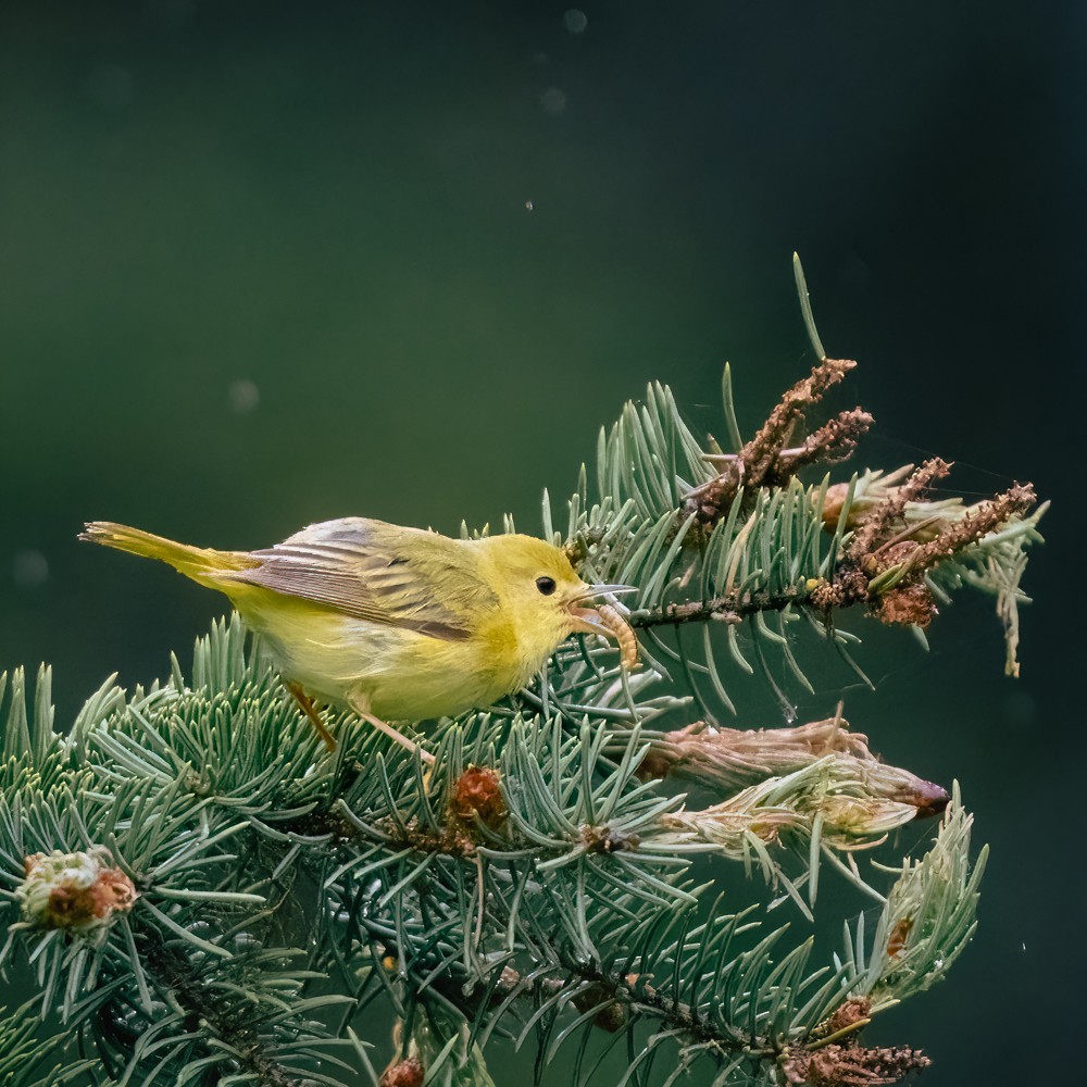 Orange-crowned Warbler - ML638505831