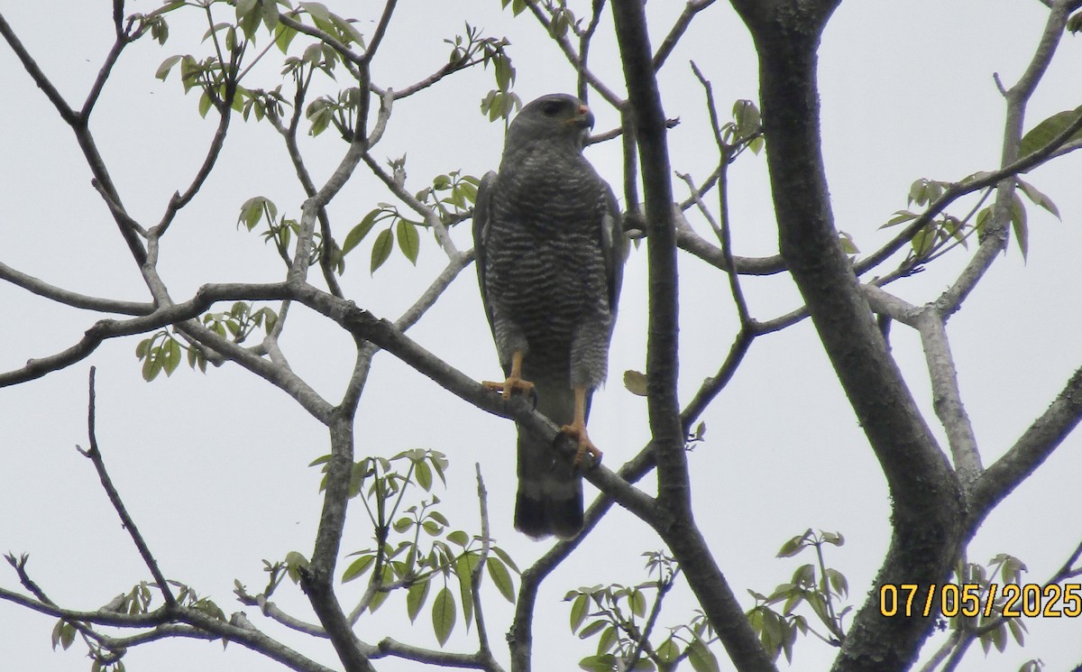 Gray Hawk - ML638505841