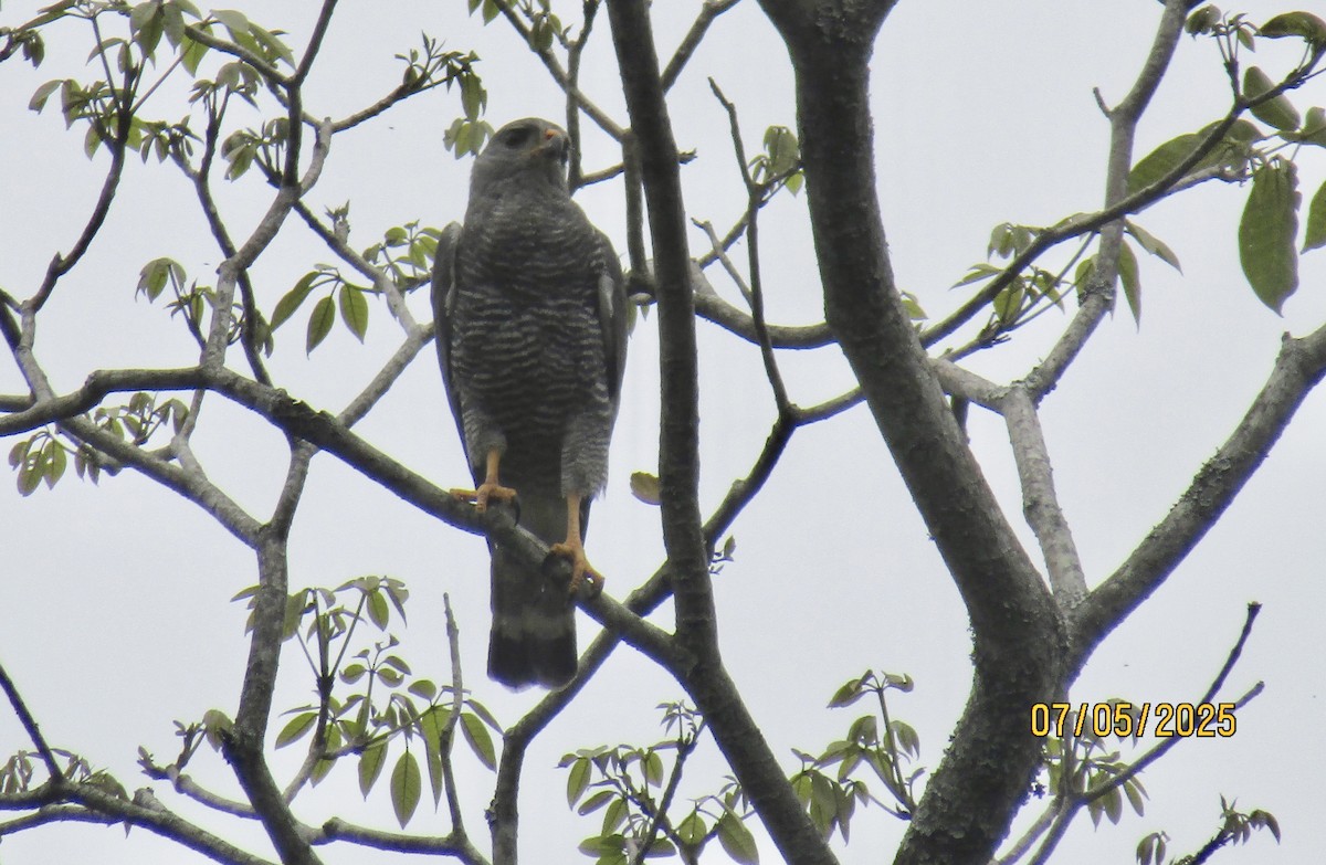 Gray Hawk - ML638505842