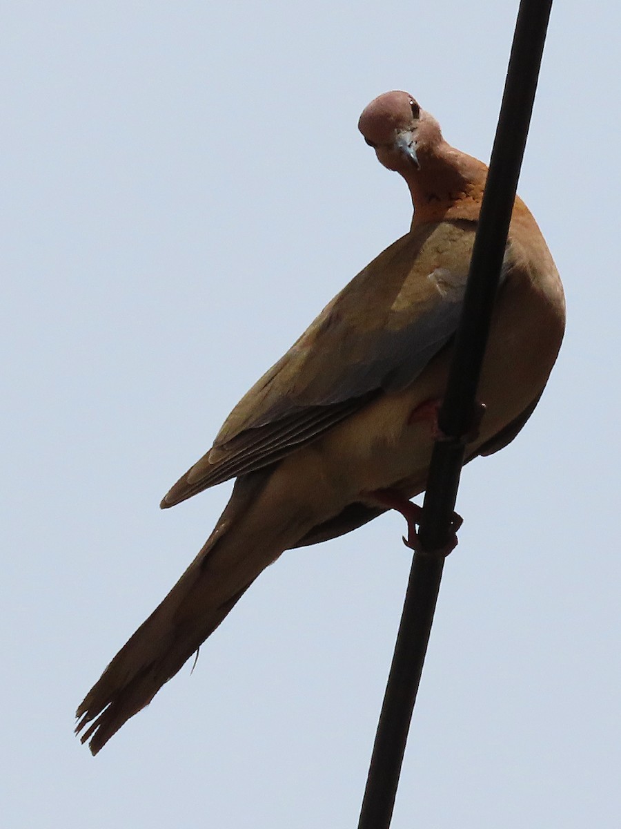 Laughing Dove - ML638505848