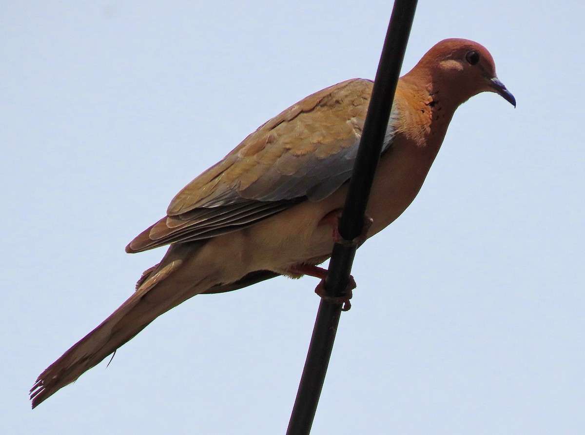 Laughing Dove - ML638505850