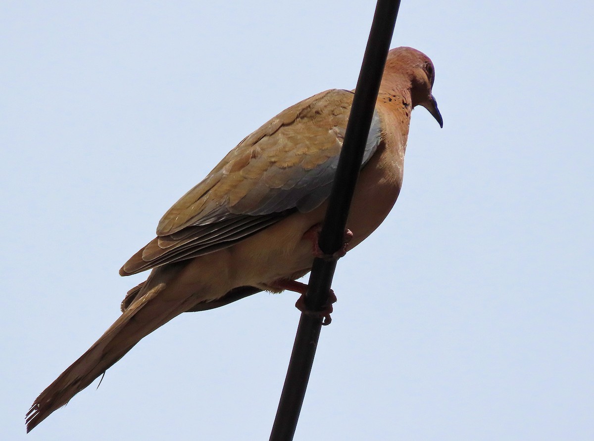 Laughing Dove - ML638505853
