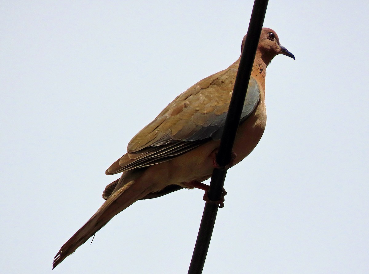 Laughing Dove - ML638505854