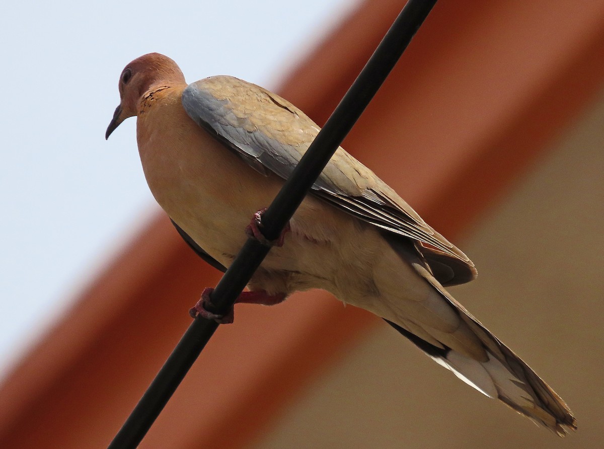 Laughing Dove - ML638505855