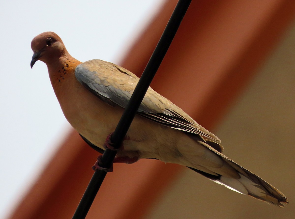 Laughing Dove - ML638505856