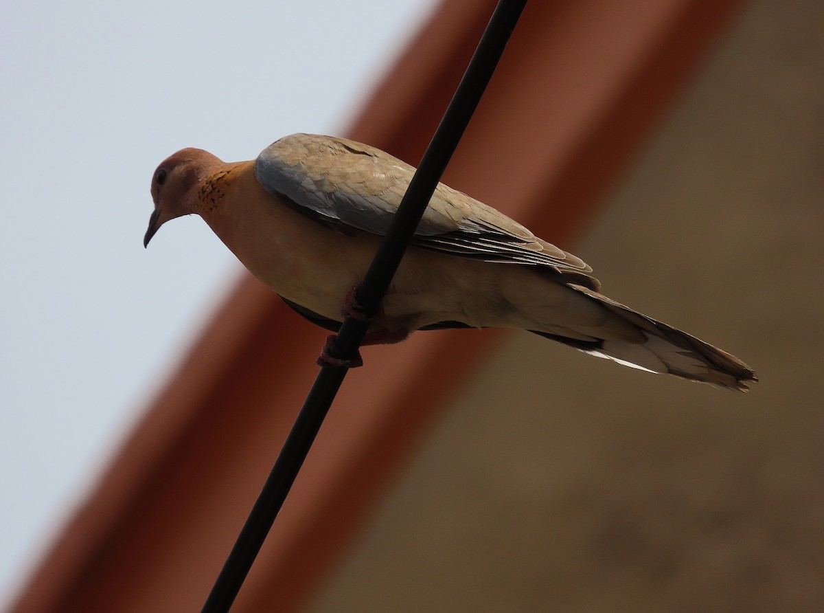 Laughing Dove - ML638505858