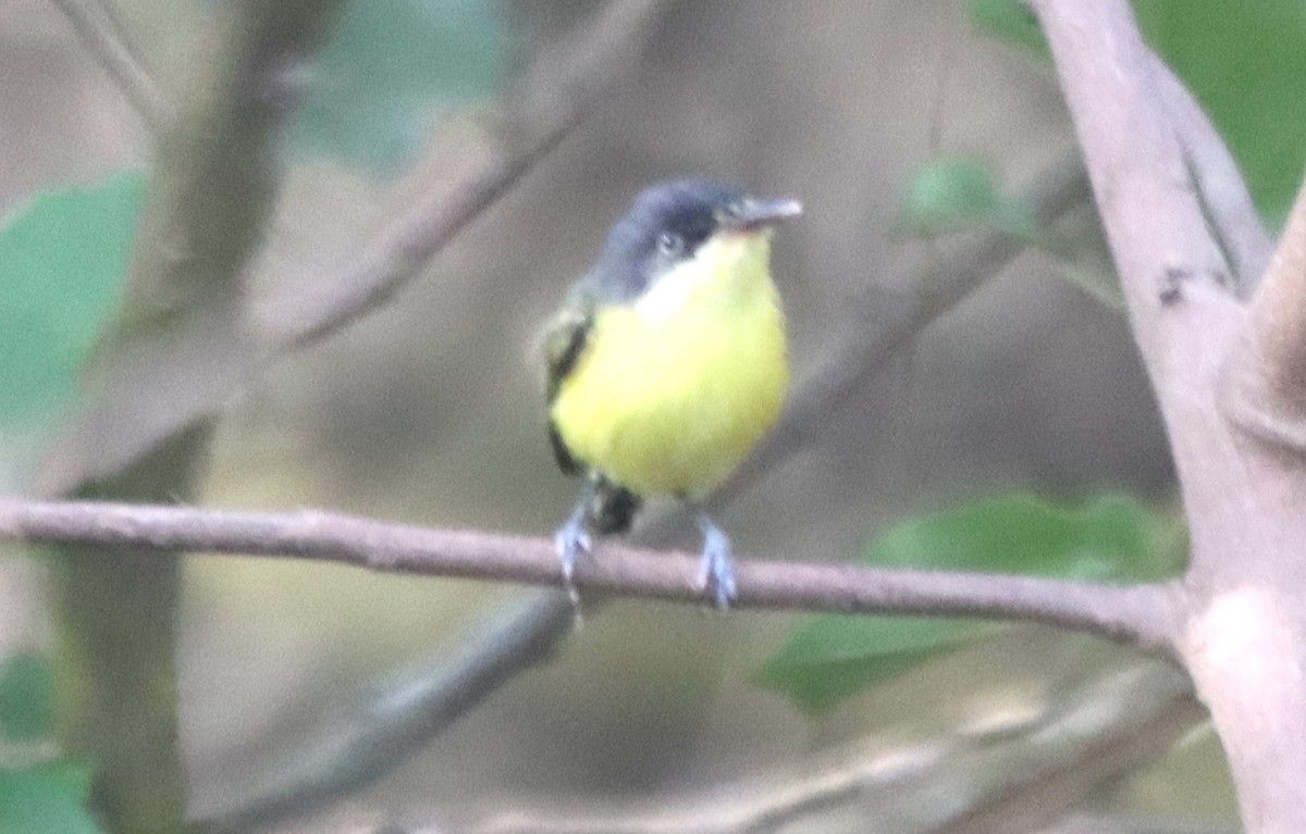 Common Tody-Flycatcher - ML638505861