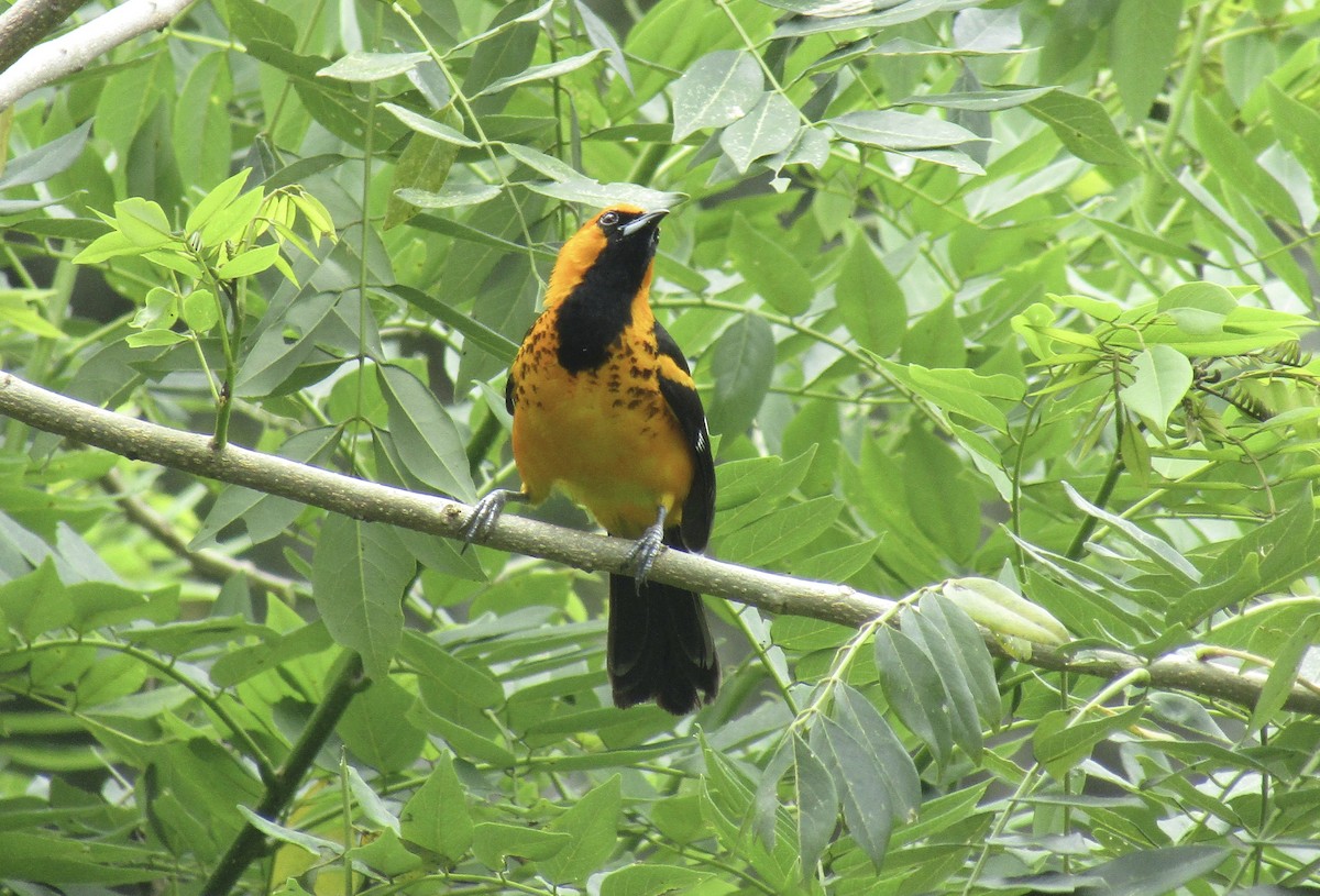 Spot-breasted Oriole - ML638505864