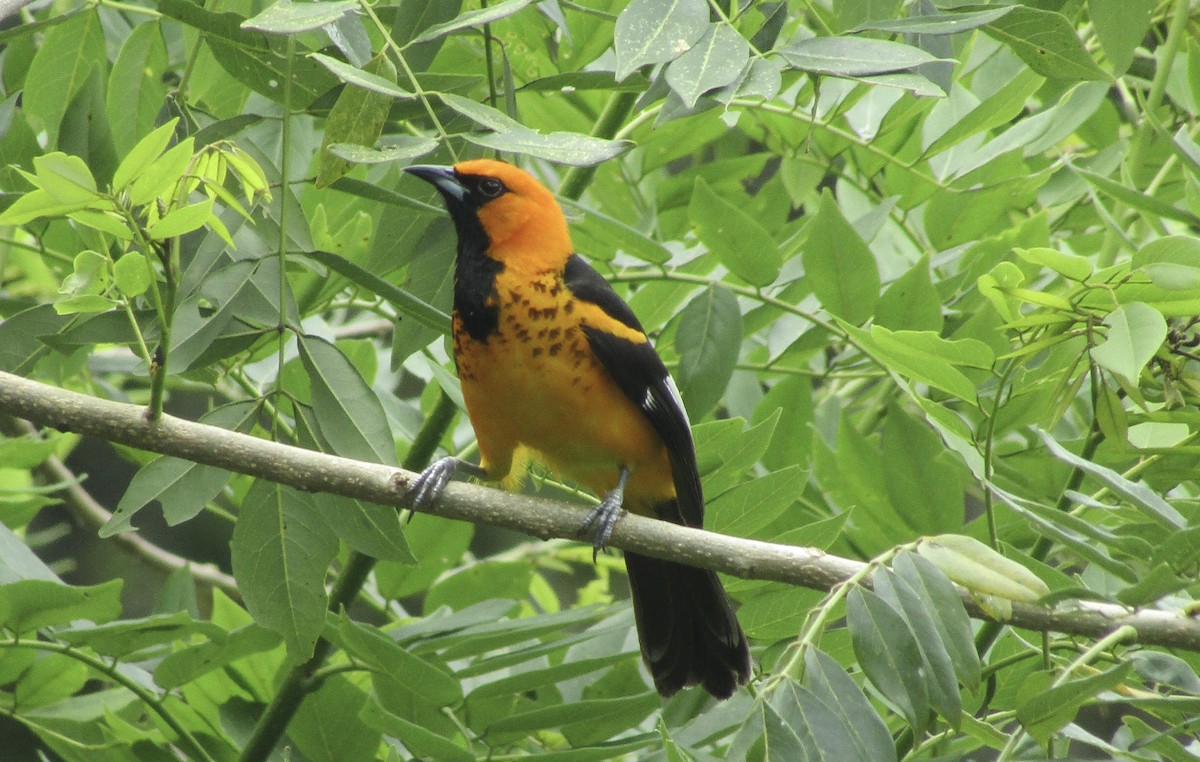 Spot-breasted Oriole - ML638505865