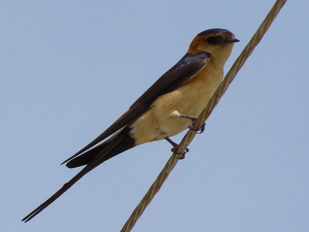 European Red-rumped Swallow - ML638505870