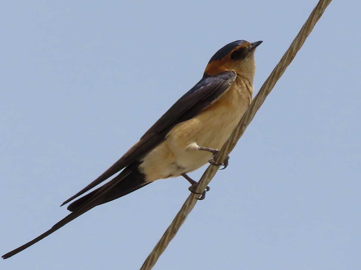 European Red-rumped Swallow - ML638505871