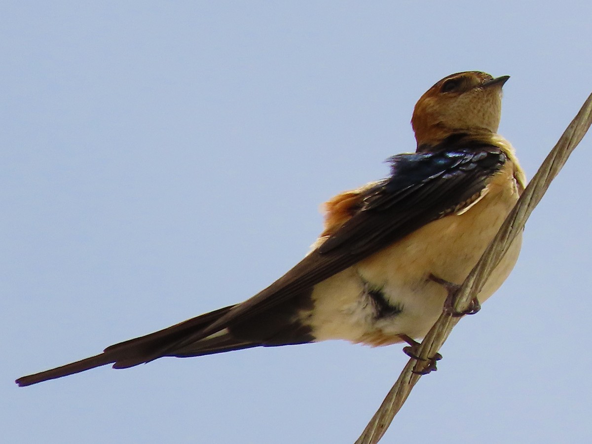 European Red-rumped Swallow - ML638505873