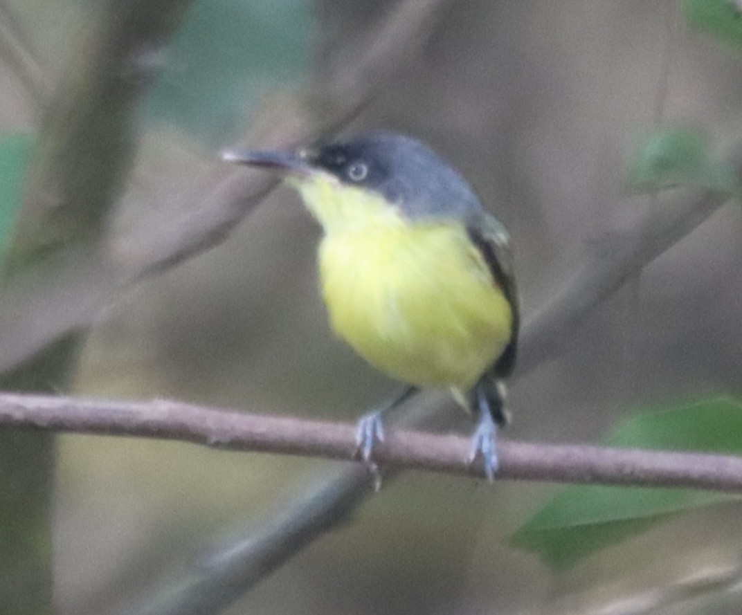 Common Tody-Flycatcher - ML638505874